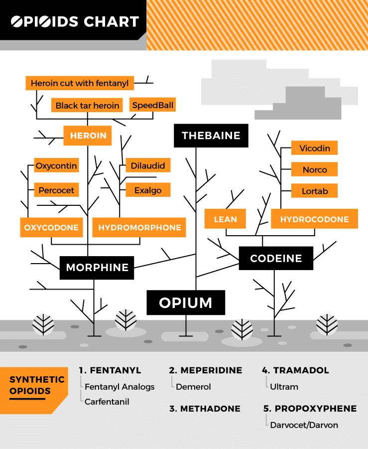 This Chart Depicts How Common Opioids Are Related