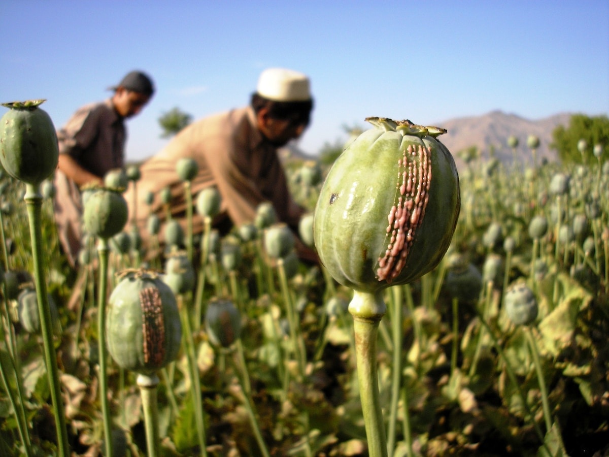 How the US Lost the Opium War in Afghanistan - Opioid Help